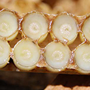 Mannavita méhpempő hagyományos és prémium