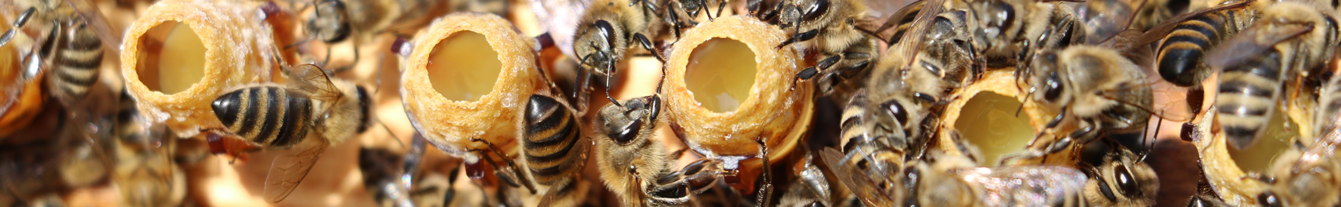 Teherbeesés friss tiszta méhpempővel